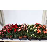 Begonia 'Garden Glory' mixlaag