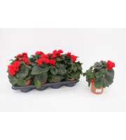 Begonia 'Glory Garden' Red
