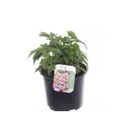Anemone hup. Prinz Heinrich