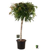 Ficus binnendijkii Amstel King op stam