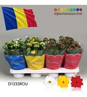 Kalanchoe Moments - Romania flag