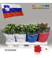 Kalanchoe Moments - Slovenia flag