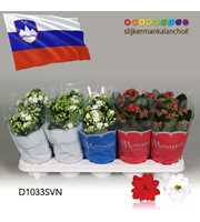 Kalanchoe Moments - Slovenia flag