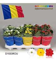 Kalanchoe Moments - Romania flag