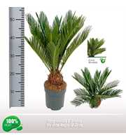 Cycas revoluta 11-14 veren