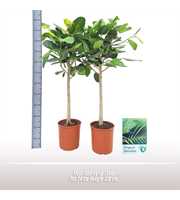 Ficus Audrey op stam