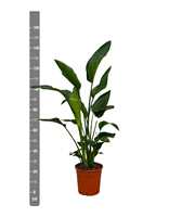 Strelitzia Nicolai - 150cm