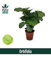 Calathea 19cm Orbifolia Rhythm of Nature