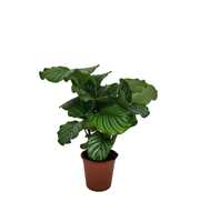 Calathea 19cm Orbifolia Living