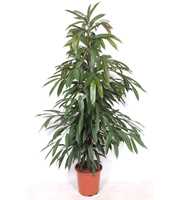 Ficus Amstel King