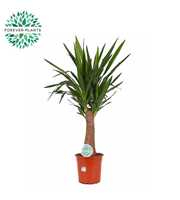 Yucca INCA tree p24