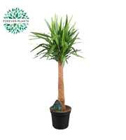 Yucca INCA tree p35