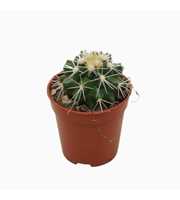 Echinocactus grusonii `Albispina` 5,5 cm