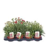 Achillea millefolium mix