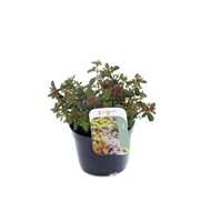 Sedum spurium Spot On Deep Rose