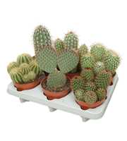 Cactus mix 12 cm in 206 fust