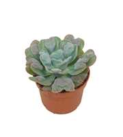 Echeveria blue heart 10,5 cm