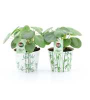 Pilea Peperomioides in Potcover Bamboo