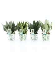 Sansevieria Mix in Potcover Bamboo