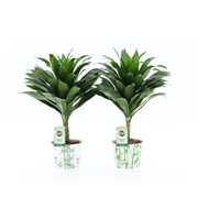 Dracaena fr. Janet Craig Compacta op stam in Potco