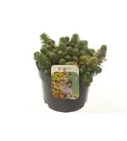 Sedum forsterianum Oracle