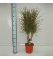 Dracaena Bicolor 45 vertakt