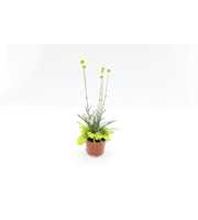 Craspedia 'Lysimachia'