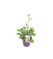 Geum chil. Mrs Bradshaw