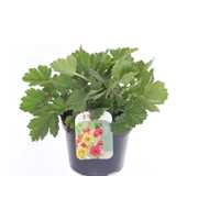 Geum chil. Lady Stratheden