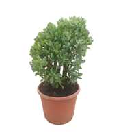 Crassula arborescens `krul` 30 cm