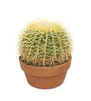 Echinocactus grusonii 32 cm