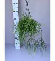 Rhipsalis cassutha oasis