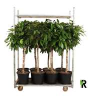 mengdeen ficus op stam p32 2 assorti