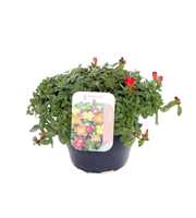 Portulaca oleracea Pazzaz Nano Hot Pink