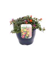 Portulaca oleracea Pazzaz Nano Mixmaster Candy