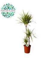 Dracaena Golden Dragon p24 60+30+10