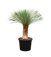 Yucca Rostrata - 120cm