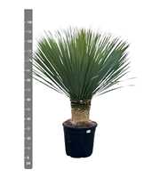 Yucca Rostrata - 140cm