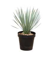 Yucca Rostrata - 75cm