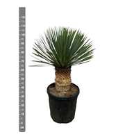 Yucca Rostrata - 110cm