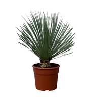 Yucca Rostrata - 90cm