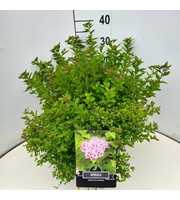 Spiraea jap. 'Little Princess'