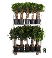 mengdeen ficus gevlochten p27 6 assorti