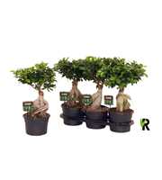 Ficus micr. Ginseng in fust 955