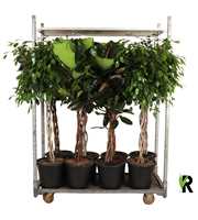 mengdeen ficus gevlochten p32 3 assorti