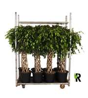 mengdeen ficus gevlochten p32 2 assorti