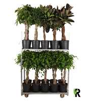 mengdeen ficus op stam p32 6 assorti