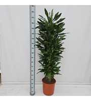 Dracaena Steudneri 120 vertakt