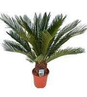 Cycas revoluta P21 XL