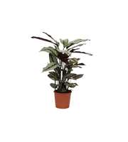 Calathea 14cm White Fusion Rhythm of Nature zonder